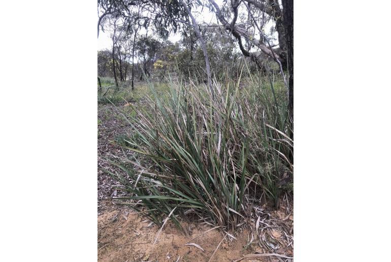 Dianella revoluta -2882