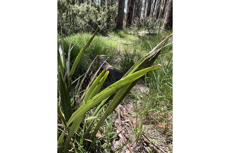 Dianella tasmanica -2884