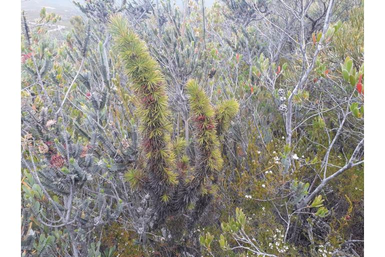 Melaleuca peucophylla -2889