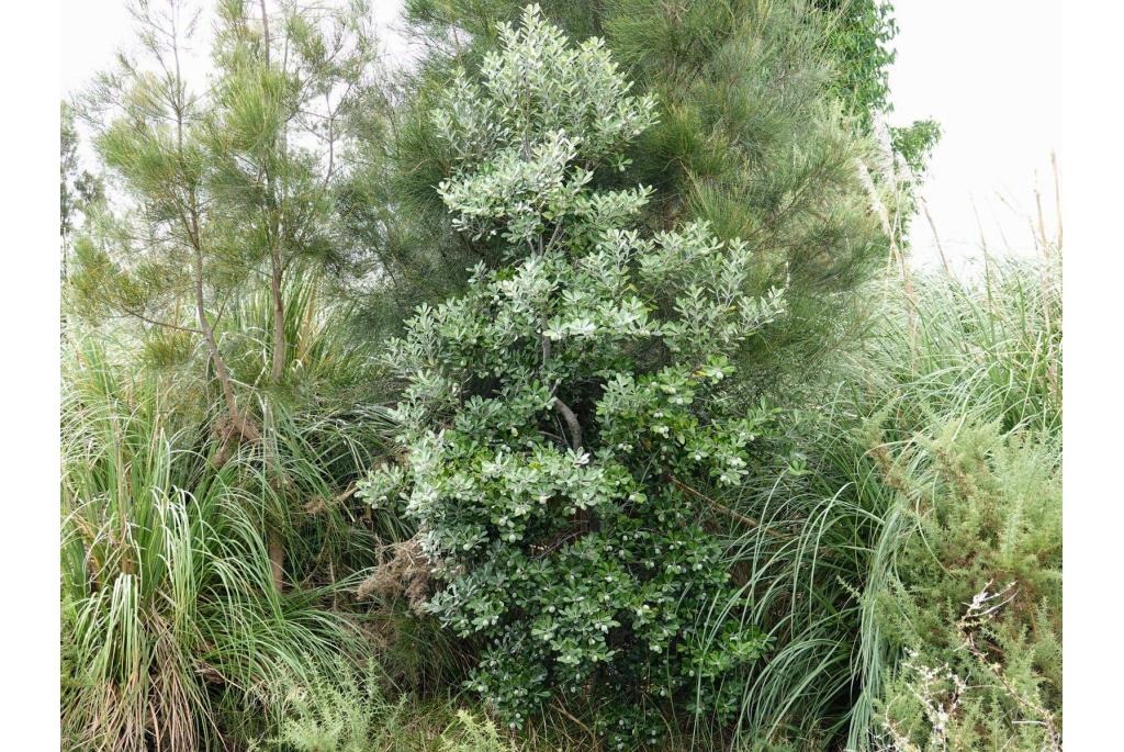 Stijfblad pittosporum