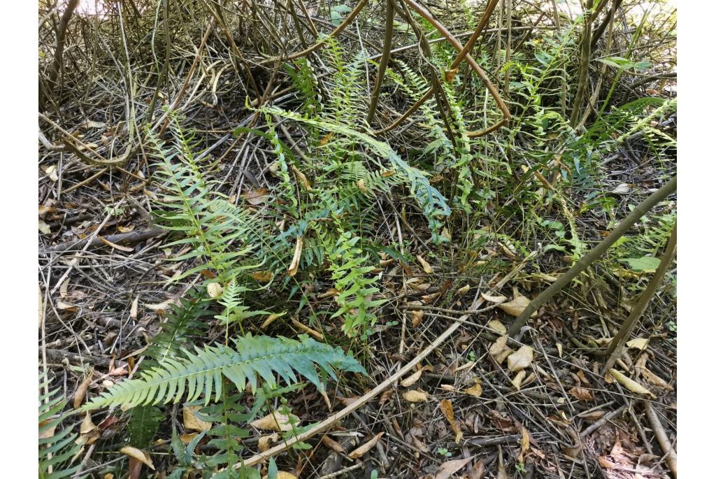 Speervormige blechnum