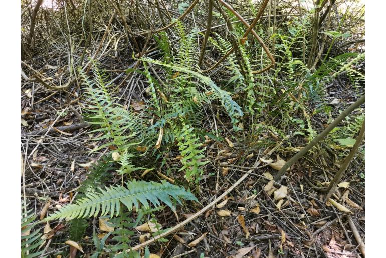 Blechnum hastatum -2894