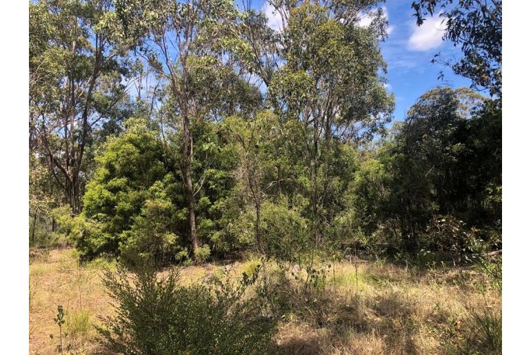 Melaleuca styphelioides -2903