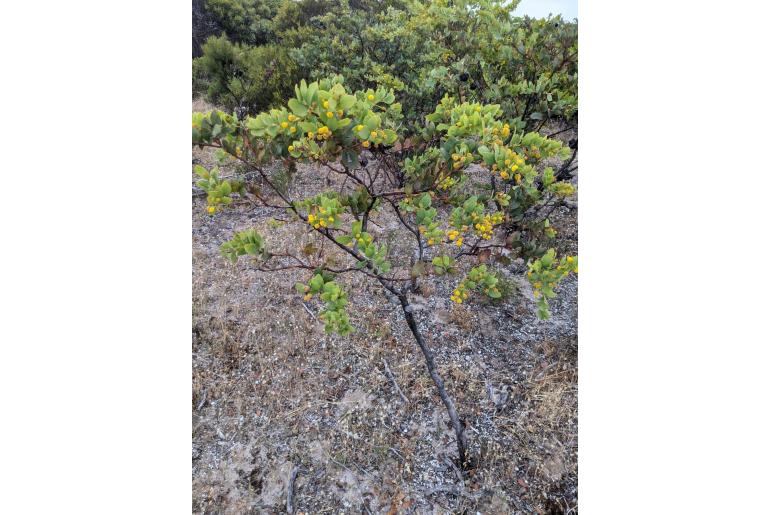 Acacia anceps -2909