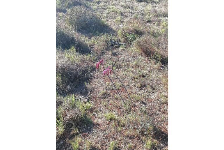 Amaryllis belladonna -2913