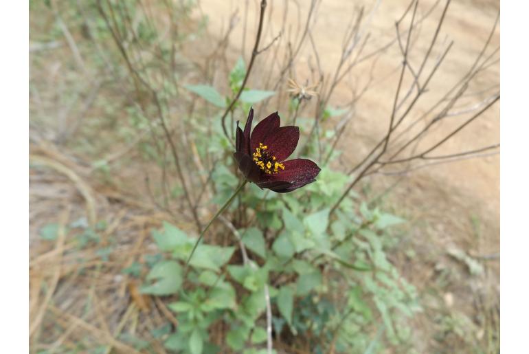 Cosmos atrosanguineus -2914