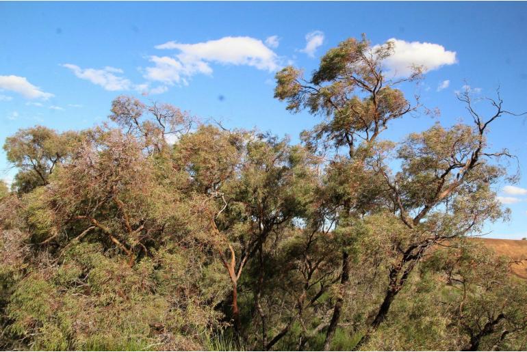 Eucalyptus crucis ssp lanceolata -2915