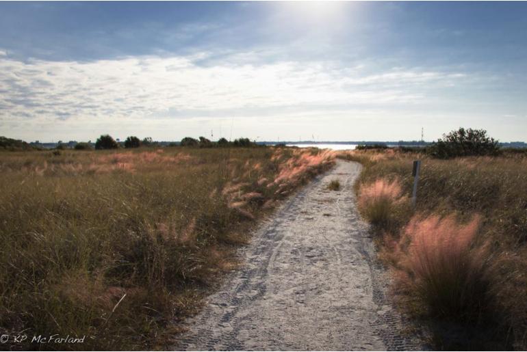 Muhlenbergia capillaris -2928