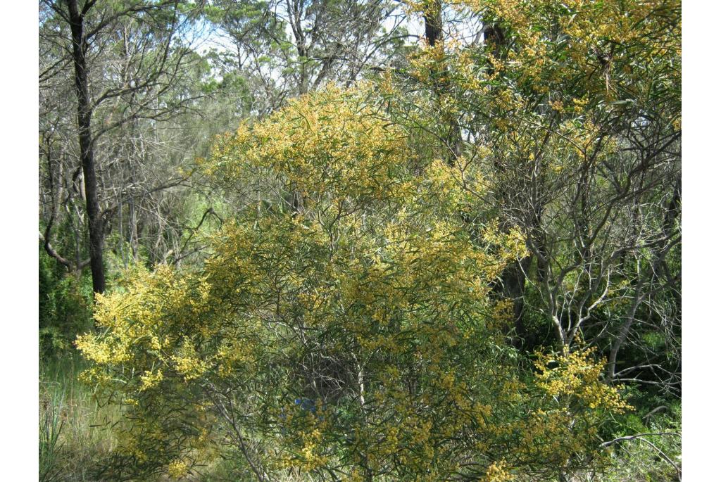 Hakea acacia