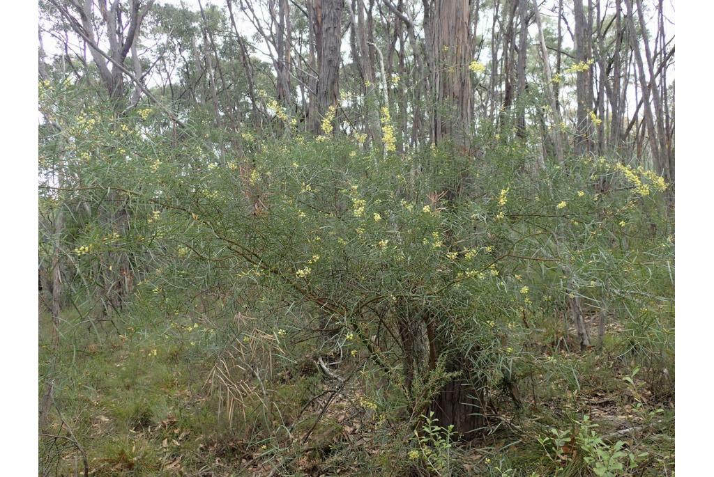 Flinders acacia