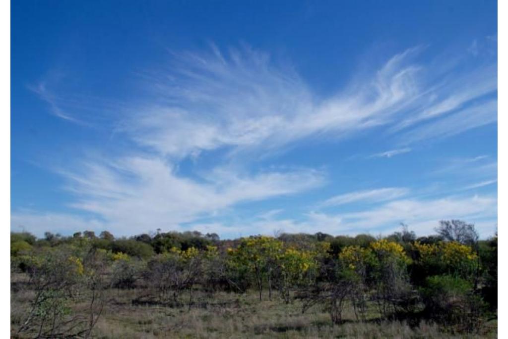 Manna acacia