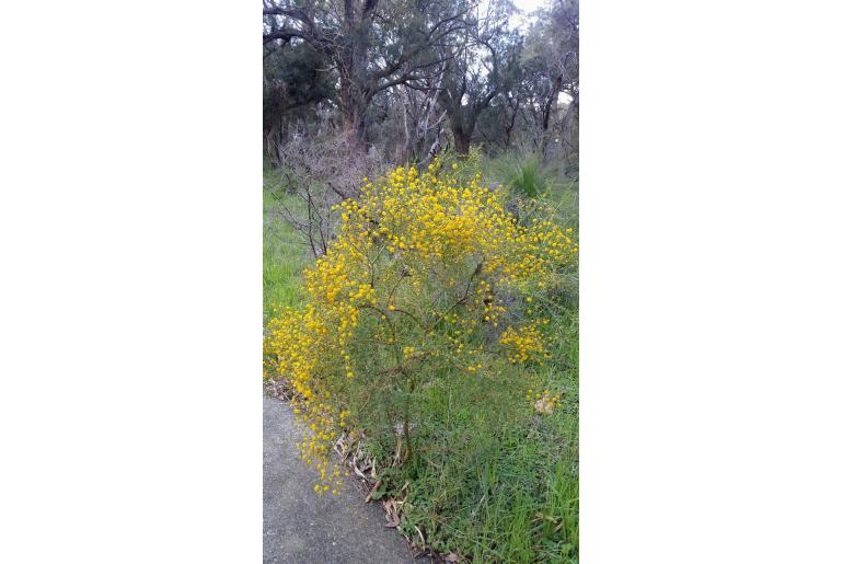 Acacia pulchella -2948