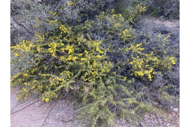 Acacia declinata -2951