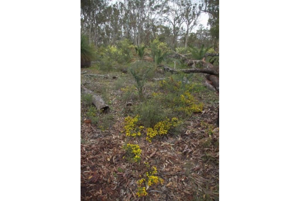 Drummond's acacia