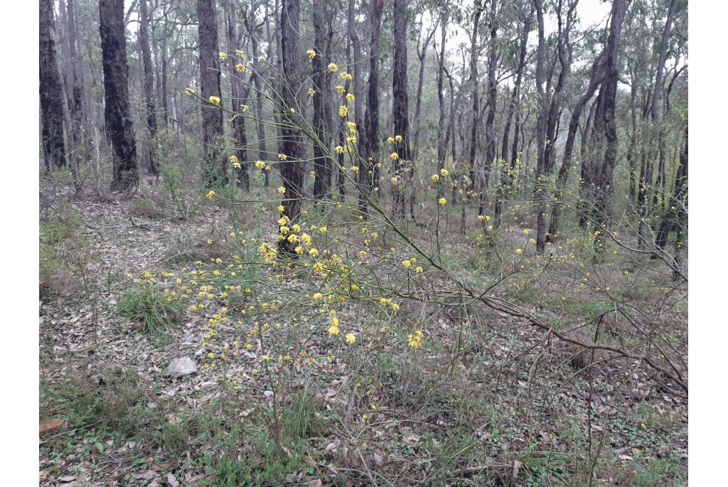 Draadachtige acacia