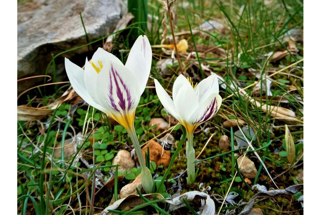 Gladde krokus