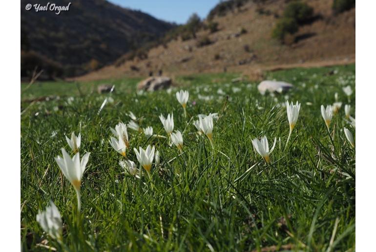 Crocus ochroleucus -2969