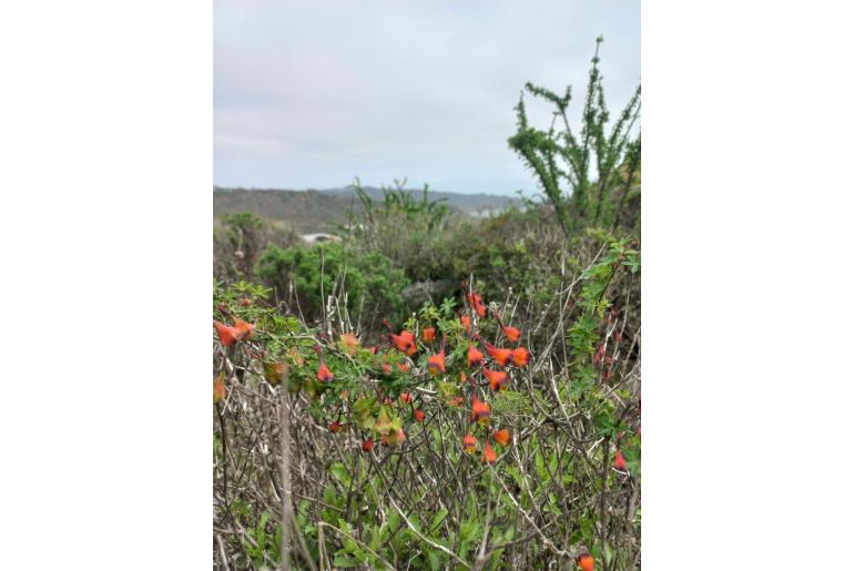 Tropaeolum tricolor -2974