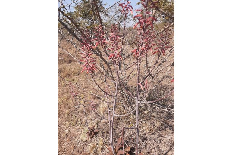 Aloe parvibracteata -2979