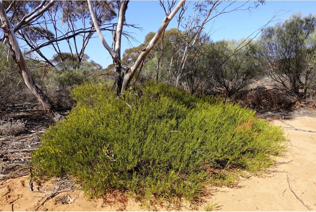 Hall's acacia