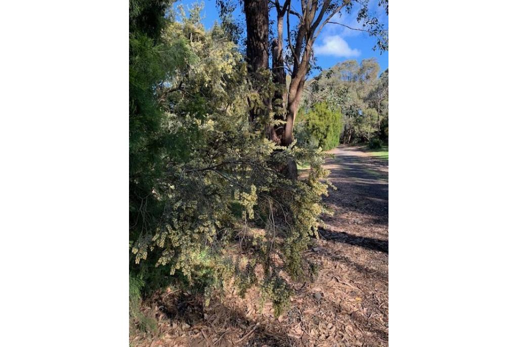 Howitt's acacia