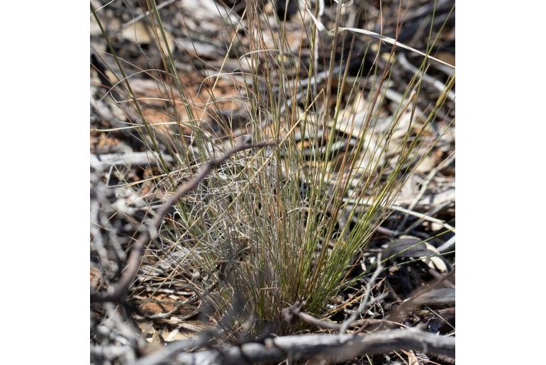 Austrostipa trichophylla -2984