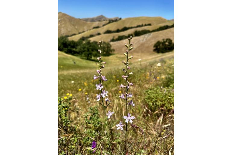 Delphinium hesperium ssp pallescens -2987