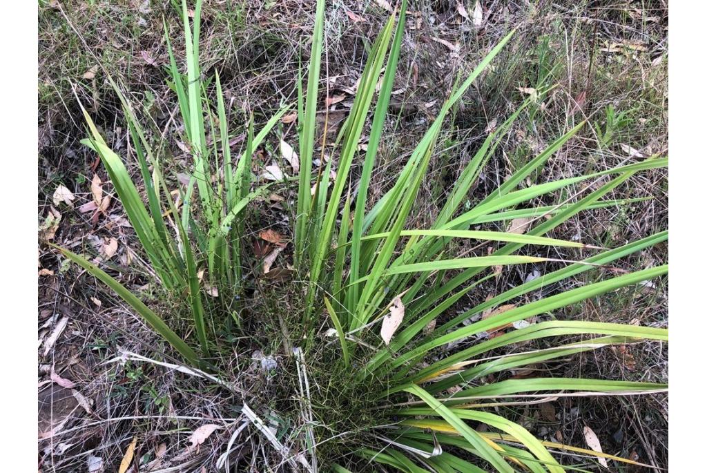 Blauwe dianella