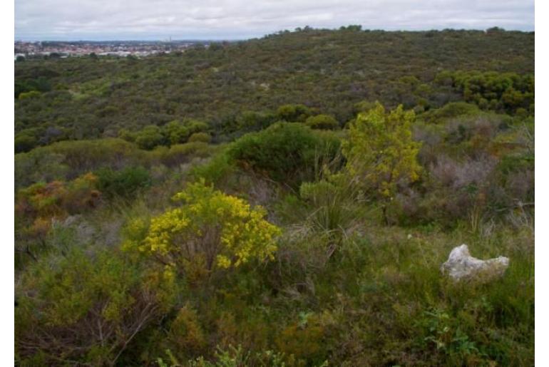 Acacia truncata -2992