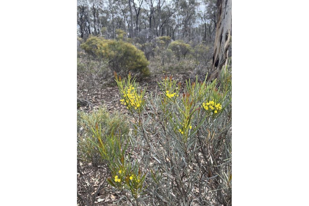 Whilliamson's acacia