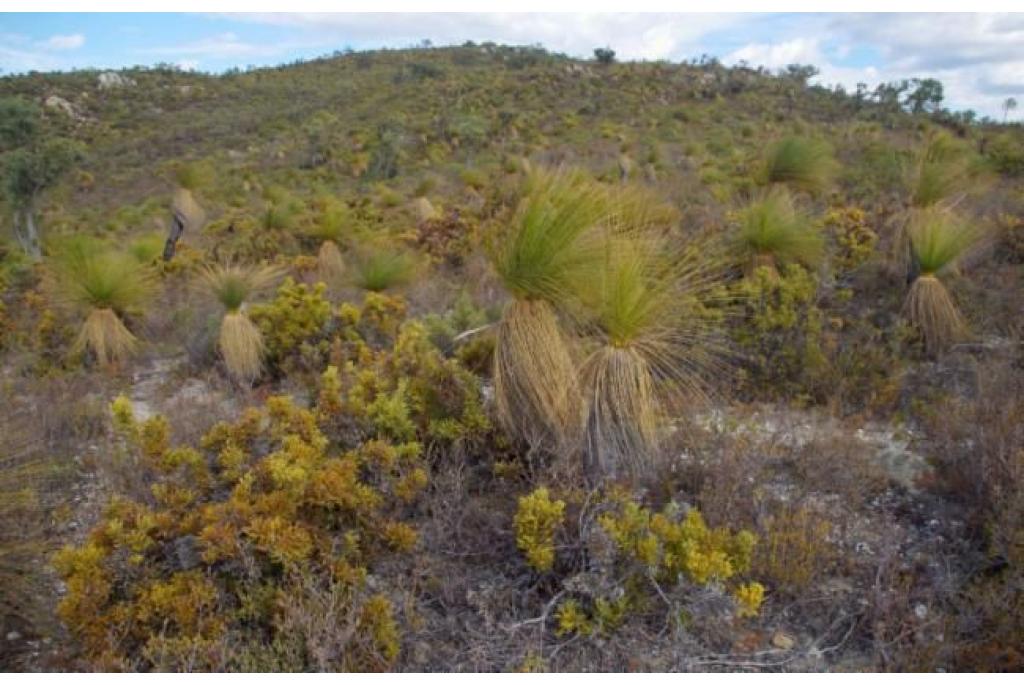 Stekelige banksia