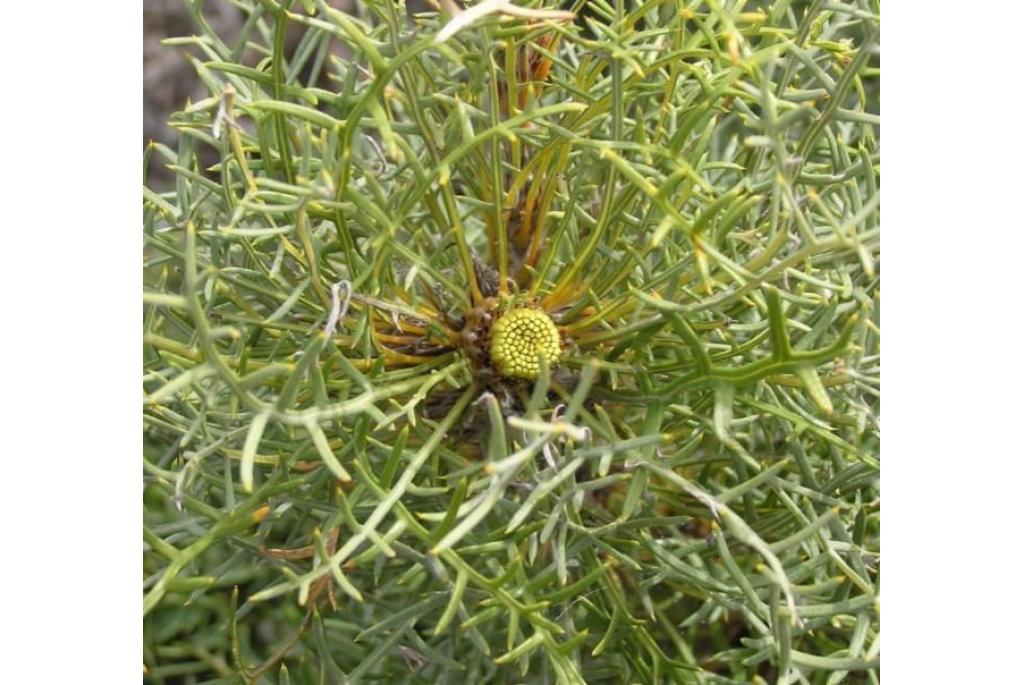 Cirsium-achtige banksia