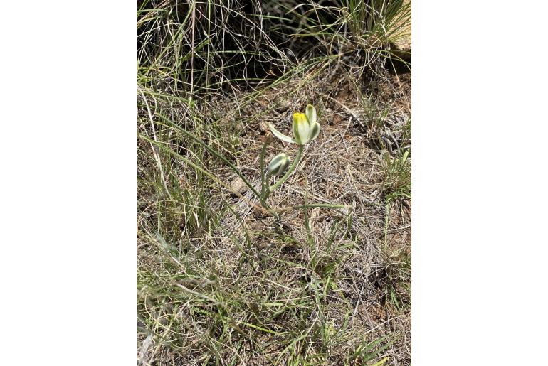 Albuca humilis -3009