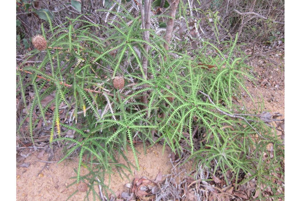 Banksia met dryandra-blad