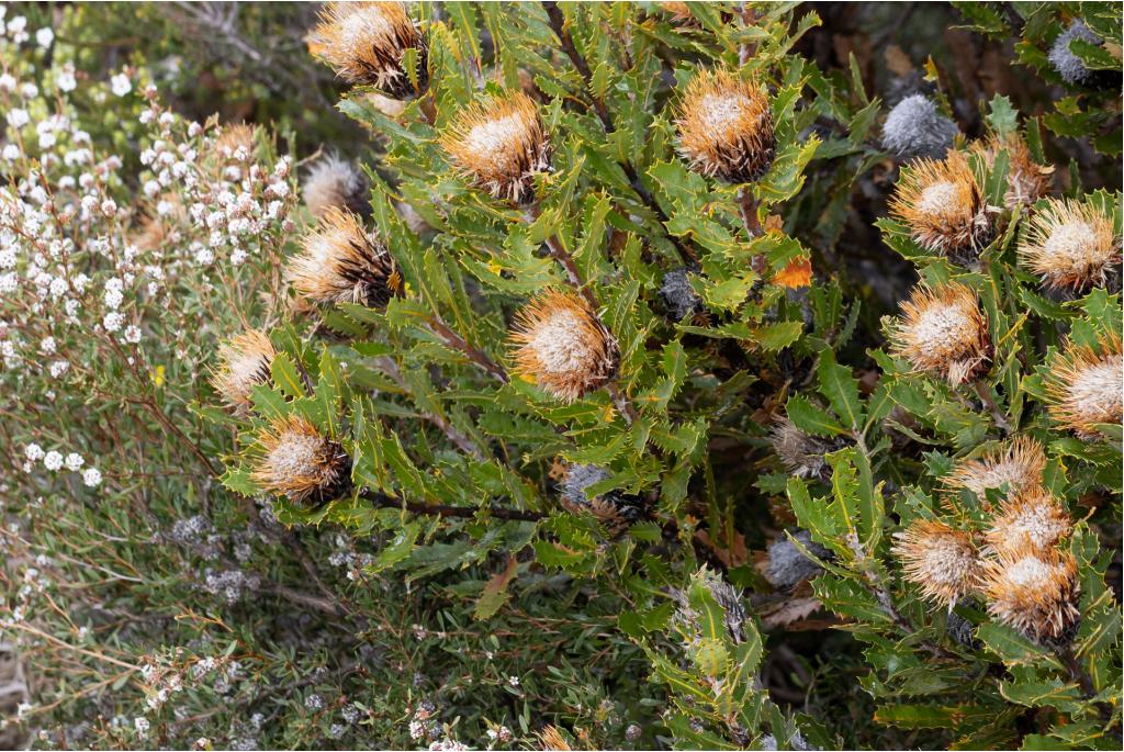 Eikenblad banksia