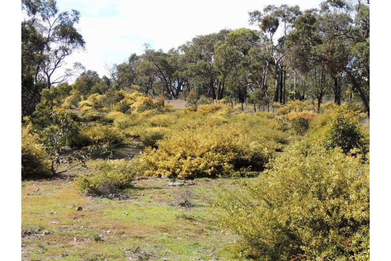 Acacia aspera -3014