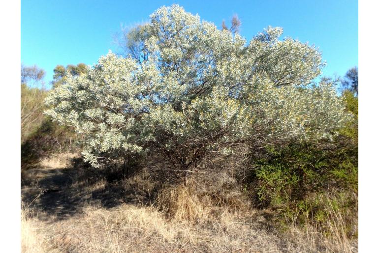 Acacia argyrophylla -3015