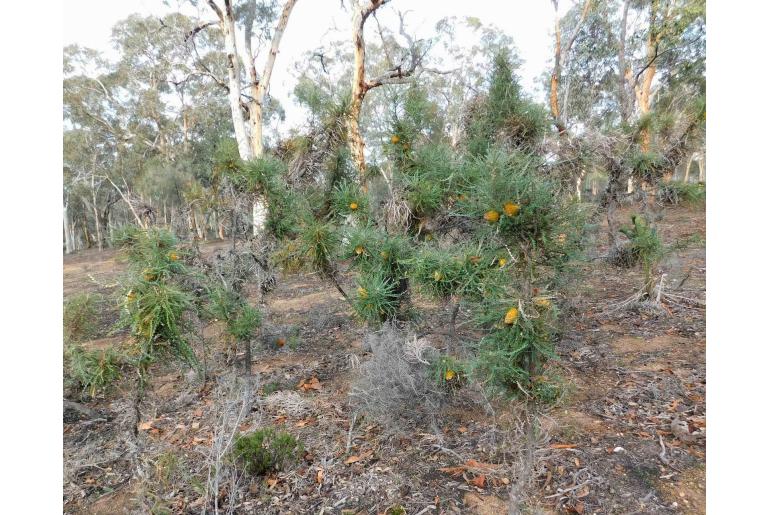 Banksia nobilis -3017