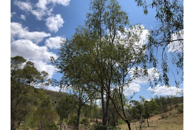 Acacia deanei ssp deanei -3019