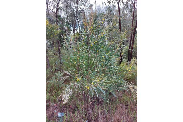 Acacia doratoxylon -3020