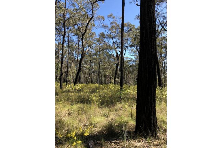 Acacia elongata -3021