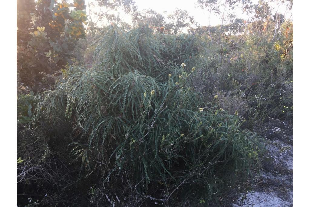 Gevederde banksia