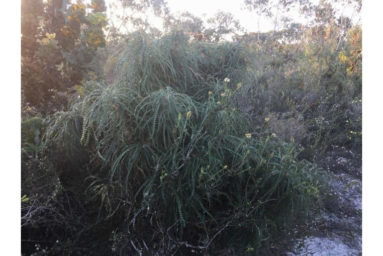 Banksia plumosa -3022