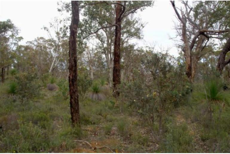 Banksia squarrosa ssp squarrosa -3025