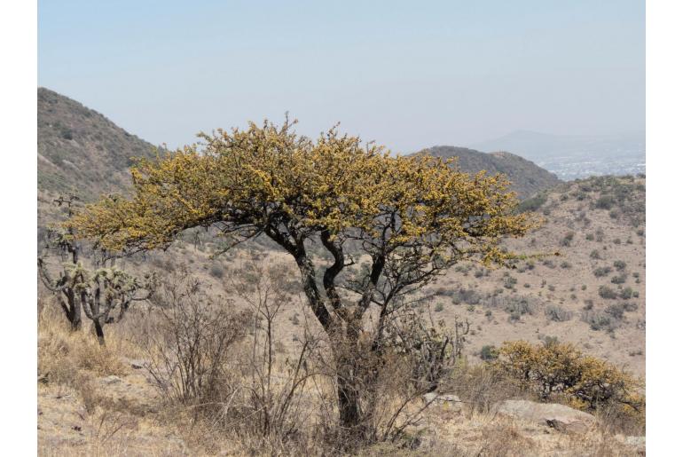 Vachellia farnesiana -3027