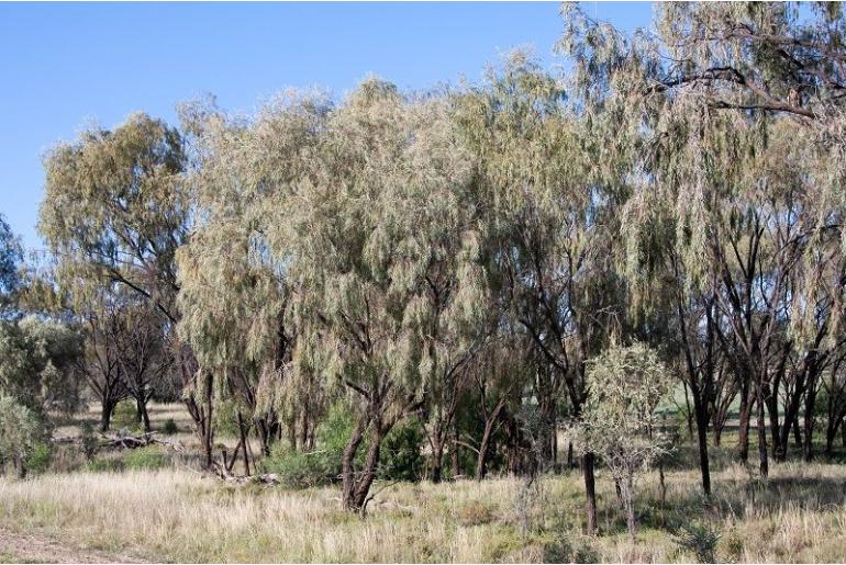 Acacia pendula -3033