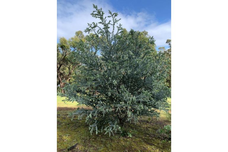 Acacia podalyriifolia -3034