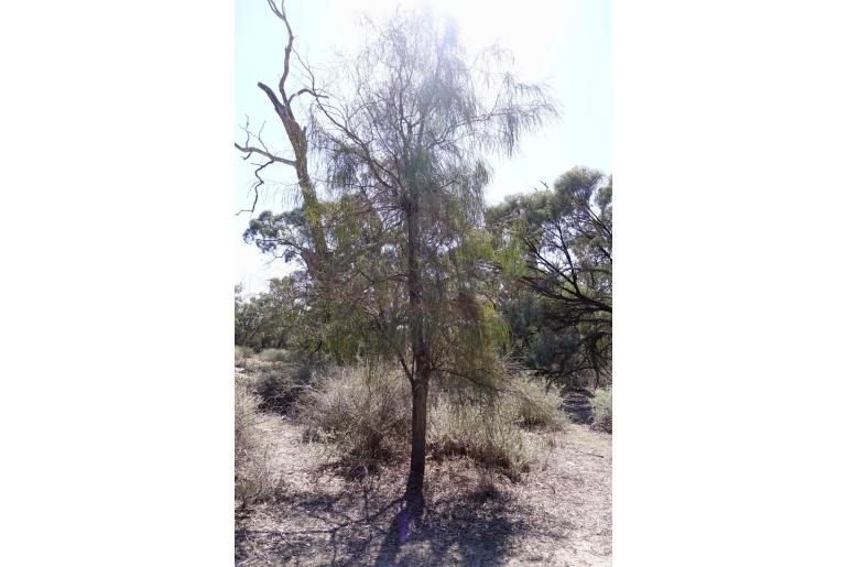 Acacia stenophylla -3037