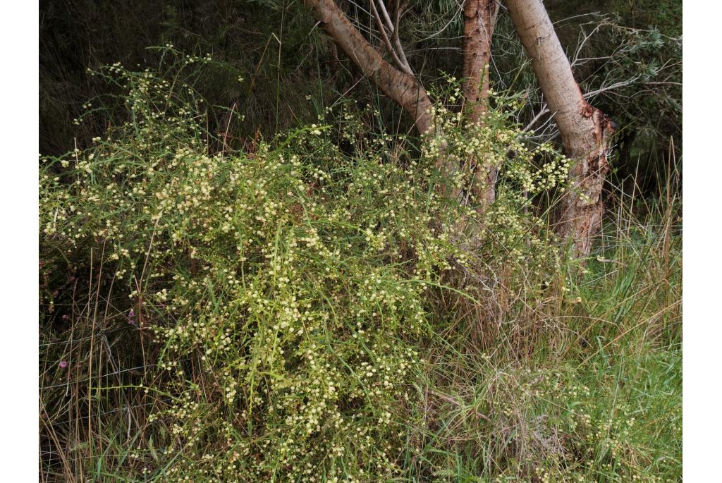 Gevleugelde acacia