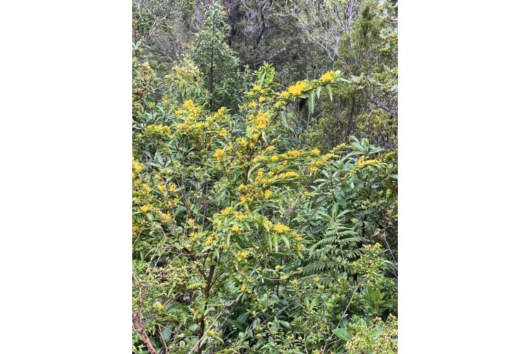 Azara lanceolata -3044